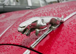 Jaguar Rain Drops